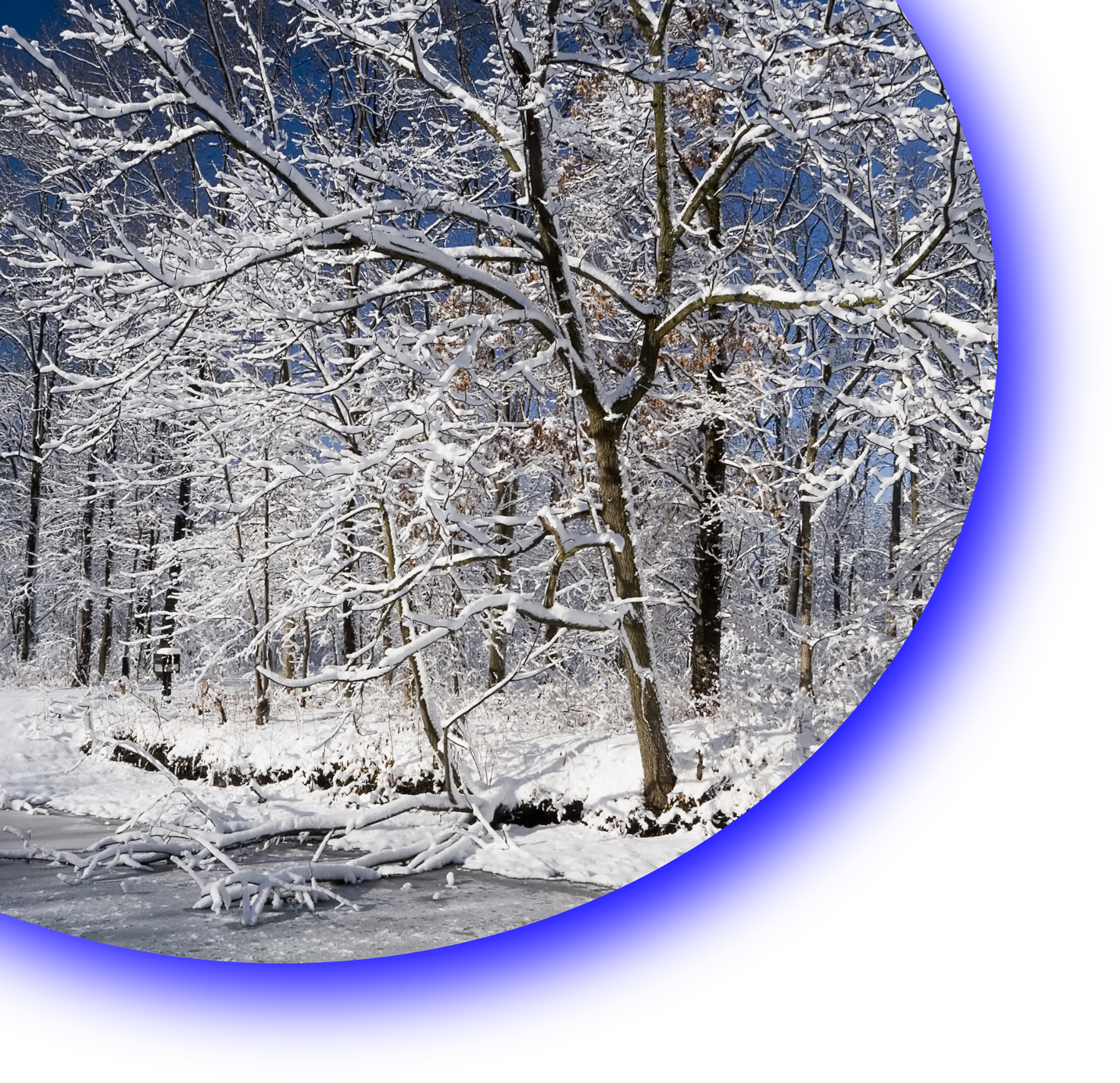 Snow covered branches.